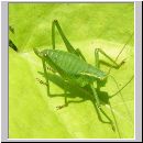 Leptophyes punctatissima - Punktierte Zartschrecke 02.jpg